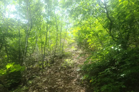 Aroostook State Park