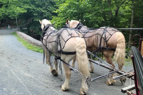 Wildwood Stables