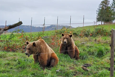 Wildlife Safari RV Area
