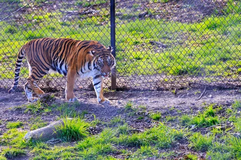 Wildlife Safari RV Area
