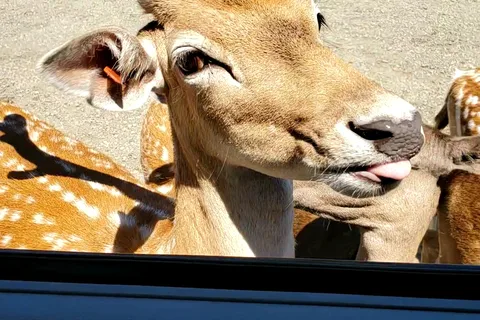 Wildlife Safari RV Area