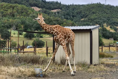 Wildlife Safari RV Area
