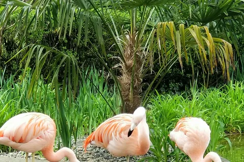 Wildlife Safari RV Area