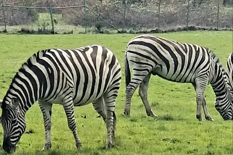 Wildlife Safari RV Area