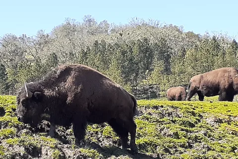 Wildlife Safari RV Area