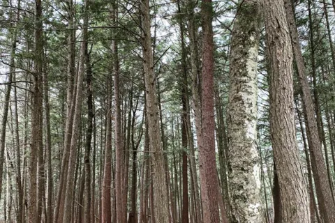 Pine Grove Campground LLC
