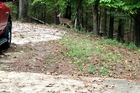 Armadillo Circle - Beavers Bend State Park