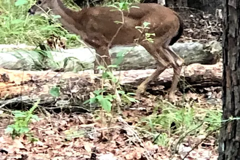 Armadillo Circle - Beavers Bend State Park
