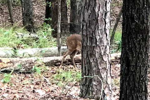 Armadillo Circle - Beavers Bend State Park