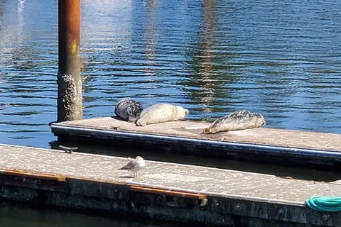 Port Of Siuslaw Campground and Marina