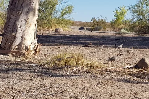 Las Vegas Bay Campground - Lake Mead National Recreational Area
