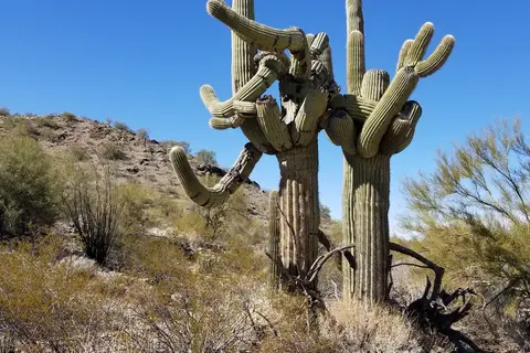 Desert Palms Golf and RV Resort