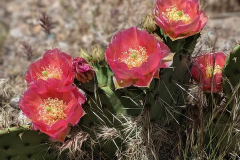Gunlock State Park