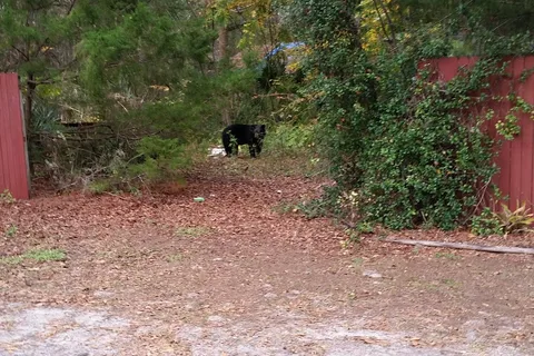 St Johns River Campground