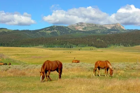 Yellowstone Park / West Gate KOA Holiday