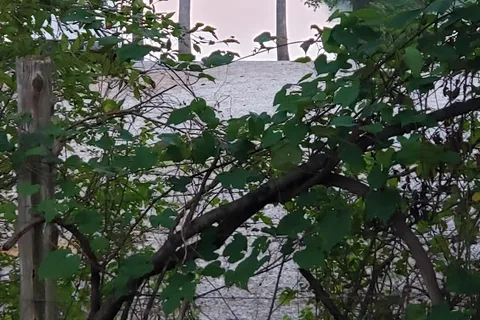 Brushy Branch Campground