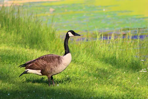 Main - Jefferson Lake State Park