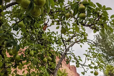 Fruita Campground - Capitol Reef National Park