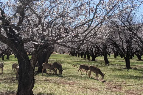 Fruita Campground - Capitol Reef National Park