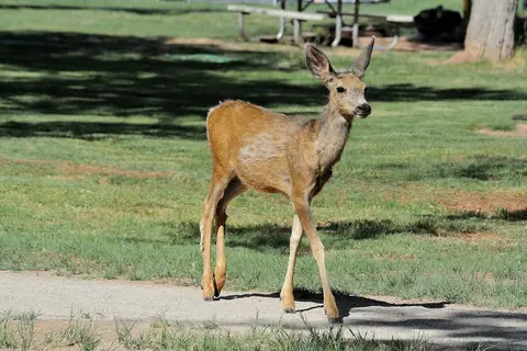 Fruita Campground - Capitol Reef National Park
