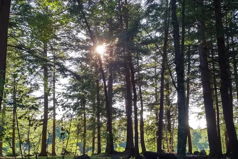 Bala Woodlands Tent and Trailer Campground