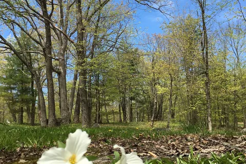 Bala Woodlands Tent and Trailer Campground