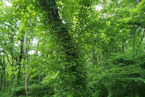 McCoys Ferry Campground - Chesapeake Ohio Canal National Park