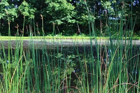 Birchview Farm Campground