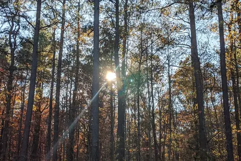 Belleplain State Forest