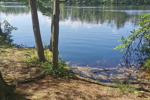 Belleplain State Forest