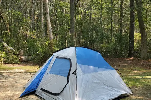 Belleplain State Forest