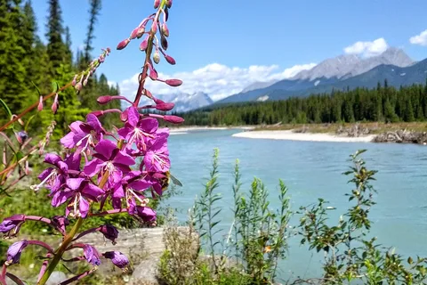 Mcleod Meadows Campground - Kootenay National Park