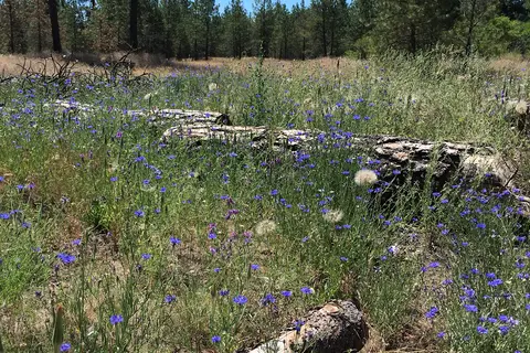 Peaceful Pines RV Park and Campground
