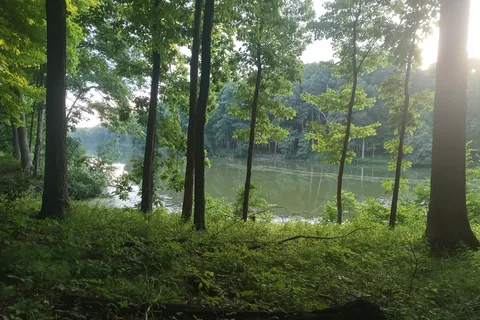 Gray Squirrel - Walnut Point State Park
