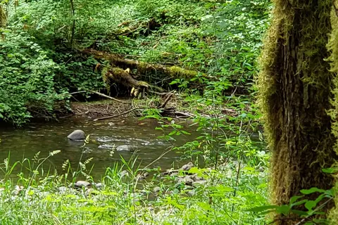 Winston Creek - Department of Natural Resources