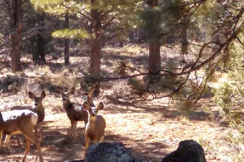 Mammoth Creek RV Resort