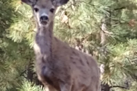 Mammoth Creek RV Resort