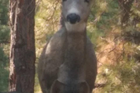 Mammoth Creek RV Resort