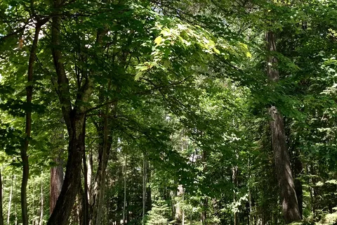 Big Falls Campground and Horse Camp