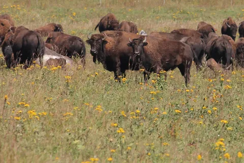 Blue Mounds State Park