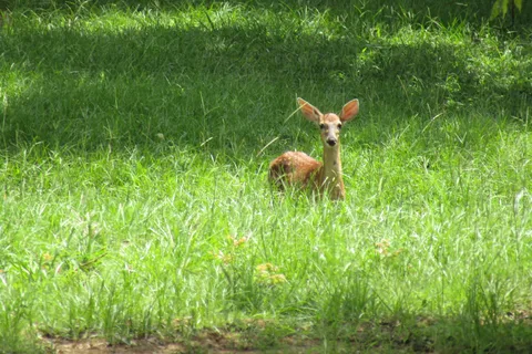 Lake Thurmond RV Park