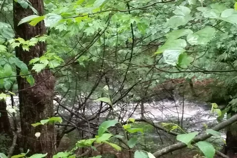 Pine Campgrounds