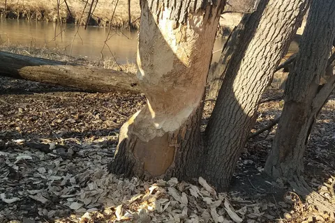 Equestrian - Minnesota Valley State Park