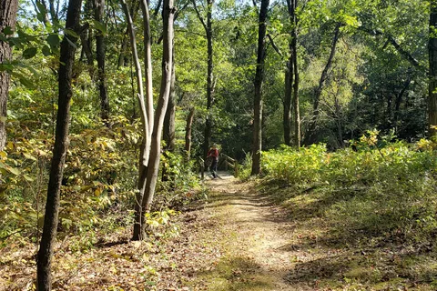 Twisted Oaks - Argyle Lake State Park