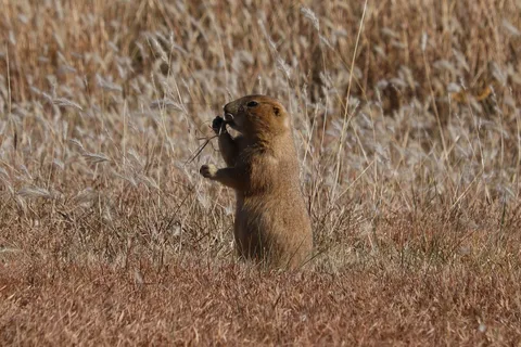 Shady Rest - Prairie Dog State Park