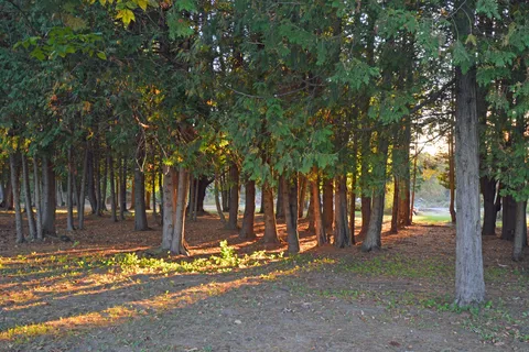 Pumpkin Patch RV Resort