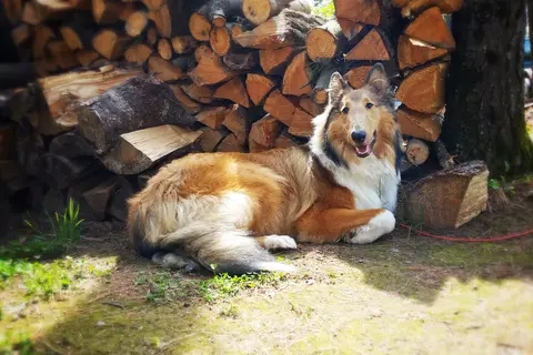 Wolfs Den Campground and Tavern