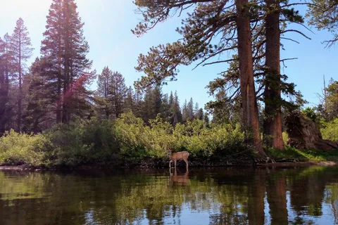 Webber Lake Campground North