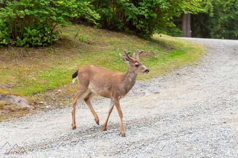 Ucluelet Campground