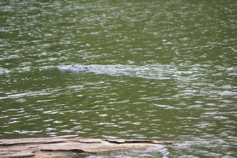 Leroy Percy State Park
